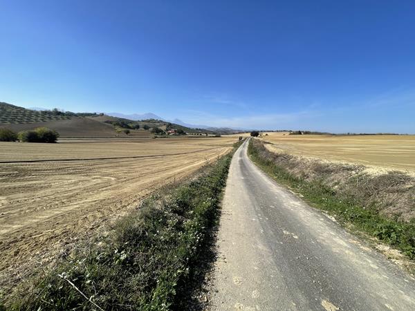 Olive grove and olives 6